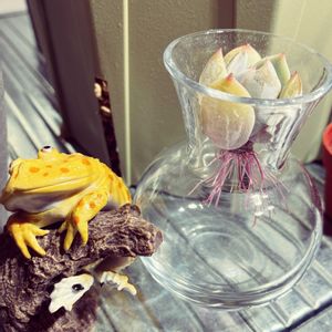 多肉植物,発根,植物育成ライト,植物棚,LEDライトの画像