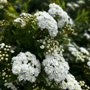 ガーデニング,ナチュラルガーデン,花のある暮らし,小さな庭の画像