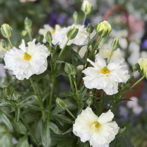 ラナンキュラス,ラナンキュラス　ラックス,ラナンキュラスラックス アリアドネ,ラナンキュラスラックス　ヘラ,ラナンキュラスラックス グレーシスの画像