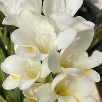 エリカ,フリージア,パクチー,イチゴの花,シレネユニフローラの画像