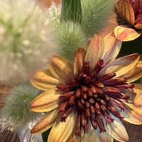 クレマチス,ジューンベリー,ダブルオステオスペルマム　バナナシェイク,チューリップガンダーラプソディ,頑張れ北陸♡の画像