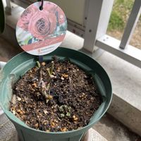 ミニバラ,剪定の画像