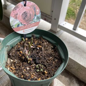 ミニバラ,剪定の画像