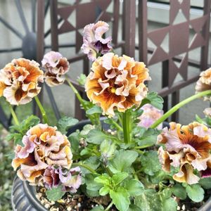 ナチュラルガーデン,花は癒やし♡,小さな庭の画像