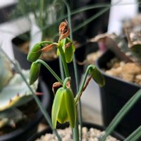 アルブカ,アルブカ スピラリス,ラピラリス,多肉植物,多肉多肉多肉の画像