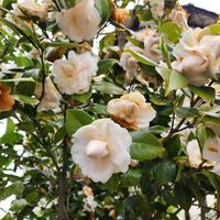 サザンカの画像