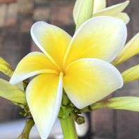 プルメリア,プルメリア,トロピカルフラワー,熱帯植物,熱帯花木の画像