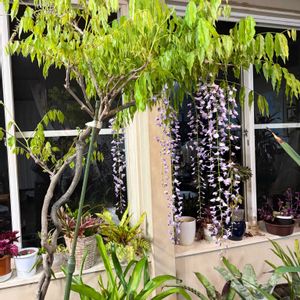 フジ,ふじ,藤（ふじ）,いい香り,リビングの画像