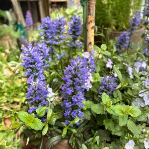 アジュガ,ベロニカ・マダムマルシア,マンション,アジュガ　フェザードフレンズ ノーブルナイチンゲール,ベランダの画像