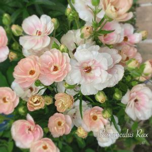 ラナンキュラス,ラナンキュラス　ラックス,ラナンキュラス ラックス ヘレン,ラナンキュラス ラックス ヘレン,地植えの画像