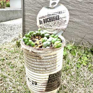 多肉,アーモンドネックレス,アーモンドネックレス,多肉植物,リメ缶の画像