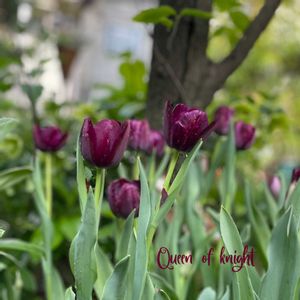 チューリップ,クイーンオブナイト,チューリップ クイーンオブナイト,ナチュラルガーデン,ジャンクガーデンの画像