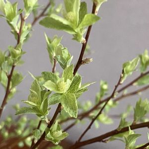 コデマリ ピンクアイス,チオノドクサ（ピンク）,つるなしインゲン　サクサク王子,チオノドクサ　ブルー,北海道の画像