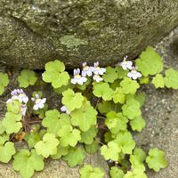 ツタバウンラン,ムラサキカタバミ,庭の画像