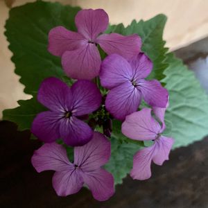 ハーブ,野草,いつもありがとう♡,ありがとう,春の訪れの画像