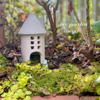 リシマキア,カタバミ,花のある暮らし,緑のある暮らし,ナチュラルスタイルの画像