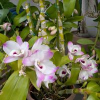 ハイビスカス,ブーゲンビリア,クンシラン、君子蘭,挿し木から成長,嬉しい❤️の画像