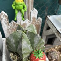 ランポー,花芽,多肉花芽,繋がりに感謝✨,毎月15日はいちごの日の画像