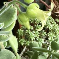 熊童子,多肉植物,多肉の花,可愛い〜♡,花のある暮らしの画像