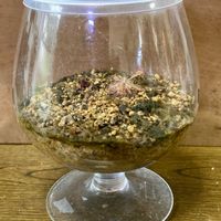 モウセンゴケ,テラリウム,食虫植物,庭の画像