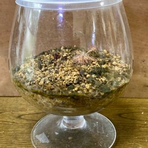 モウセンゴケ,テラリウム,食虫植物,庭の画像