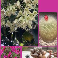 ムベ,だるま秀麗,芝桜,雪晃の画像