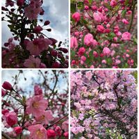 コシアブラ,モッコウバラ,レモン,山椒,タケノコの画像