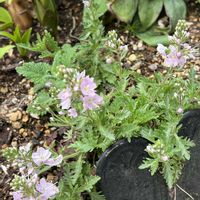 ベロニカ,ベロニカ　シュミドティアナロゼア,小さな庭の画像