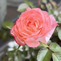 バラ,サツキ,ミニバラ,ミニバラ　ラブリーモア,ヒューケラ ミラノの画像