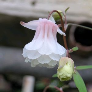 花のある暮らし,今日のお花,花いろいろ,おうち園芸,棚の画像