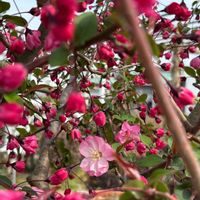 キウイ,クワ,ナガミヒナゲシ,ハナカイドウ,ハナカイドウの画像