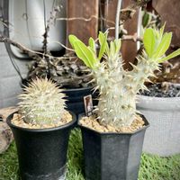 恵比寿笑い,パキポディウム ブレビカウレ,パキポディウム・恵比寿笑い,多肉植物,塊根植物の画像