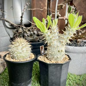 恵比寿笑い,パキポディウム ブレビカウレ,パキポディウム・恵比寿笑い,多肉植物,塊根植物の画像