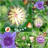 フェリシア,マイガーデン,꒰ღ˘◡˘ற꒱かわゅ~,キク科フェリシア属,GSのみなさんに感謝♡の画像