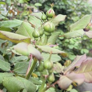 大きくなりました,花のある暮らし,今日のお花,小さな庭,庭の画像