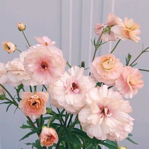 ラナンキュラス　ラックス,花のある暮らし,咲いてくれてありがとう❤,おうち園芸,世界の平和を祈りますの画像