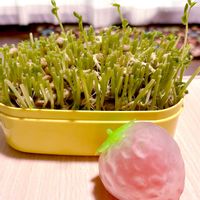 豆苗,豆苗,夜なべっこ PIC,お気に入り♡,かわいい♡の画像