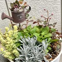 アゲラタム,ポリゴナム（ヒメツルソバ）,ヘリクリサム コルマ,ロータス ブリムストーン,寄せ植えの画像