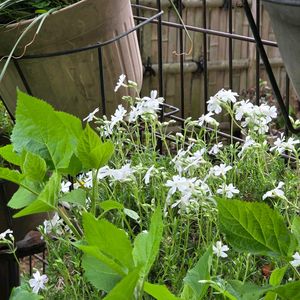 小さな庭,フェンスの画像