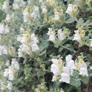 白い花,大きくなりました,花のある暮らし,小さな庭,庭の画像