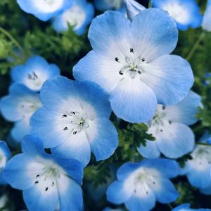 かわいい♡,ありがとう♪,元気に育ちますように,癒されます♥,小さな庭の画像