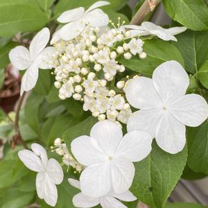 小さな庭の画像