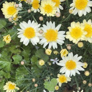 白い花,大きくなりました,花のある暮らし,今日のお花,小さな庭の画像