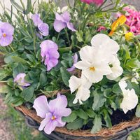 キンセンカ,オリヅルラン,オリヅルラン,樹氷,ビオラの画像