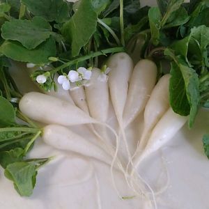 大根,ダイコン,小さな庭の画像