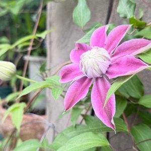 大きくなりました,花のある暮らし,今日のお花,小さな庭,庭の画像