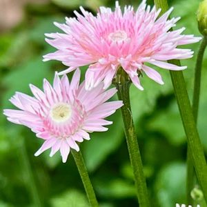 カリブラコア,モモイロタンポポ,カリブラコア カメレオン,桃色たんぽぽ（クレピス）,花のある暮らしの画像