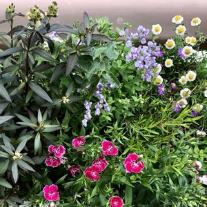 ダイアンサス,ナデシコ,ネメシア,キンギョソウ　ブロンズドラゴン,エリゲロンの画像