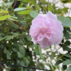 大きくなりました,花のある暮らし,今日のお花,小さな庭,庭の画像