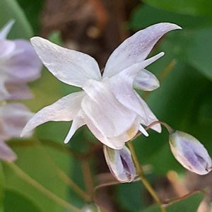 小さな庭の画像